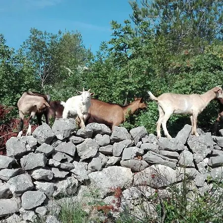 Flash * Sibenik